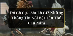 đá gà cựa sắt là gì