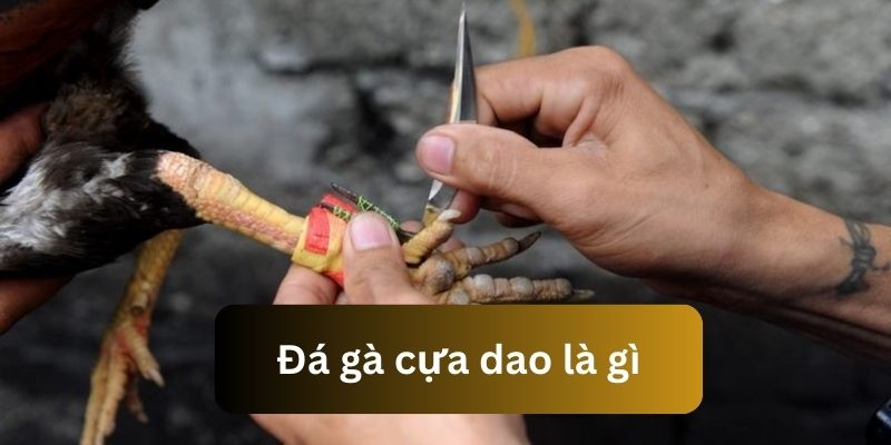 Làm rõ nội dung đá gà cựa dao là gì