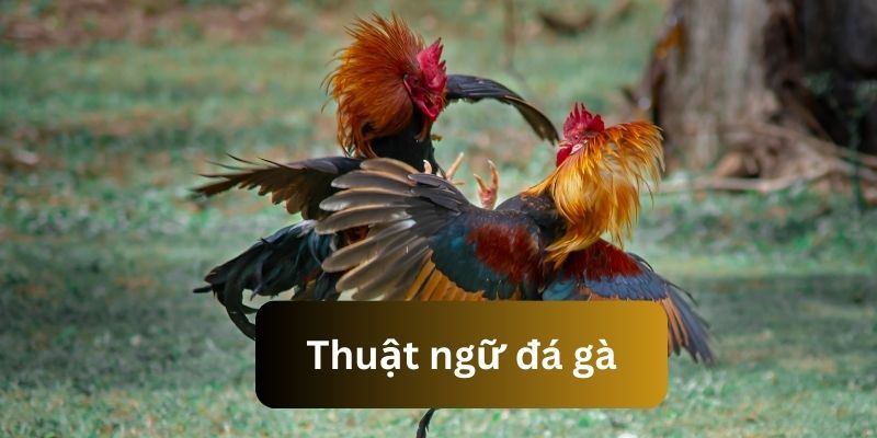 Một số thuật ngữ mấu chốt hội viên cần biết