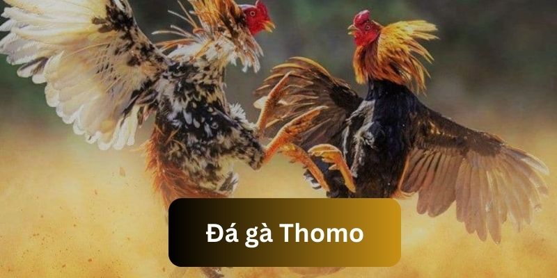 Thông tin giới thiệu khái quát về đá gà Thomo