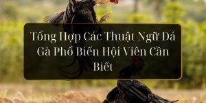 thuật ngữ đá gà hi88