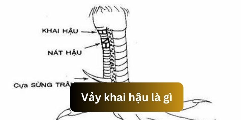 Tìm hiểu nội dung giải đáp vảy khai hậu là gì