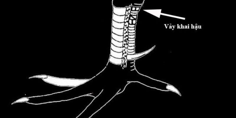 Vảy khai hậu là gì? Nên lựa chọn vảy khai hậu không?