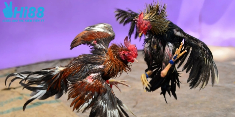 Đá gà cựa dao tại Hi88 mang đến trận đấu kịch tính